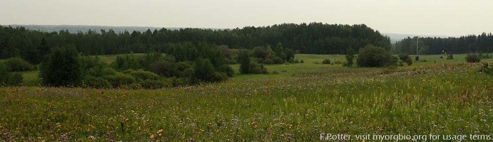View, looking east from service road access to the pipeline, Battle Lake South NA, 2023-08-23 (F.Potter).