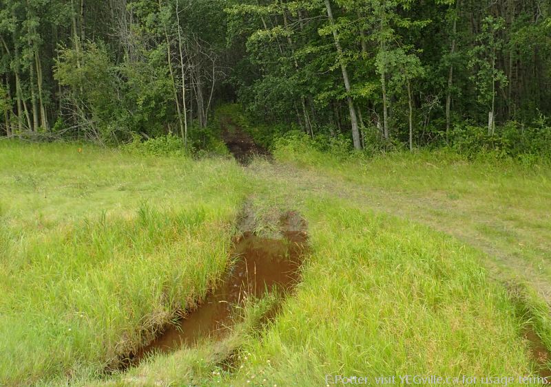 A well gouged ATV track heads west from HWY 771 into the Pigeon Lake NA.