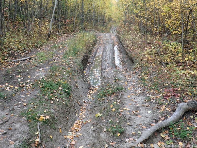 ATV Tracks, Pigeon Lake NA, P.Potter Sept 24, 2023.