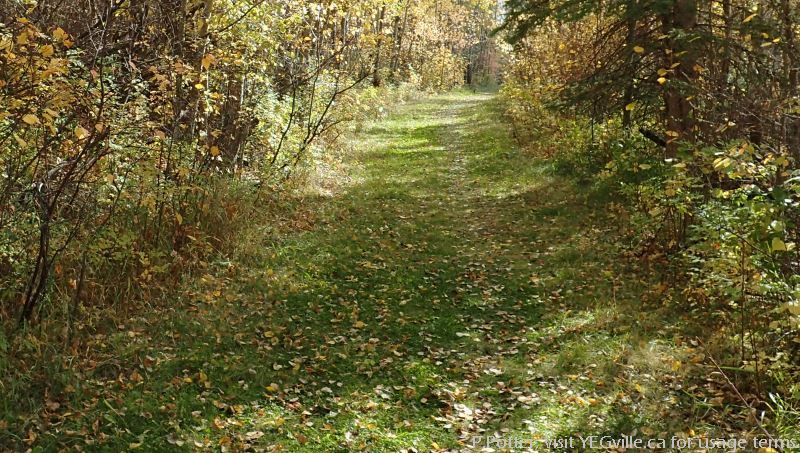 About 100m from the parking lot and along the well maintained trail, North Cooking Lake NA, P.Potter Sept 23, 2023.