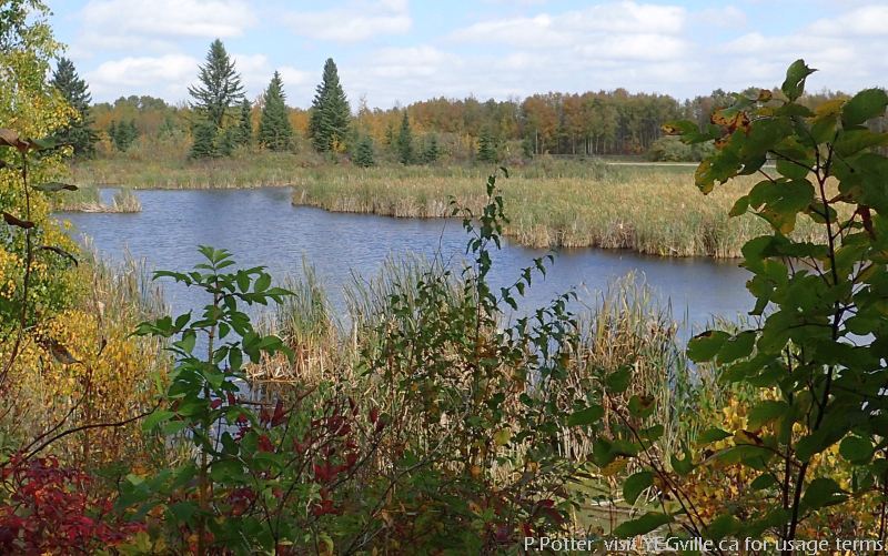 Looking East toward Wye Road about 500m along the trail, North Cooking Lake NA, P.Potter Sept 23, 2023.