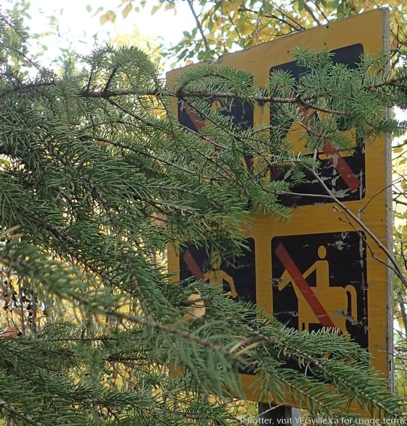 Signage along the trail, being reclaimed by a Spruce tree, North Cooking Lake NA, P.Potter Sept 23, 2023.