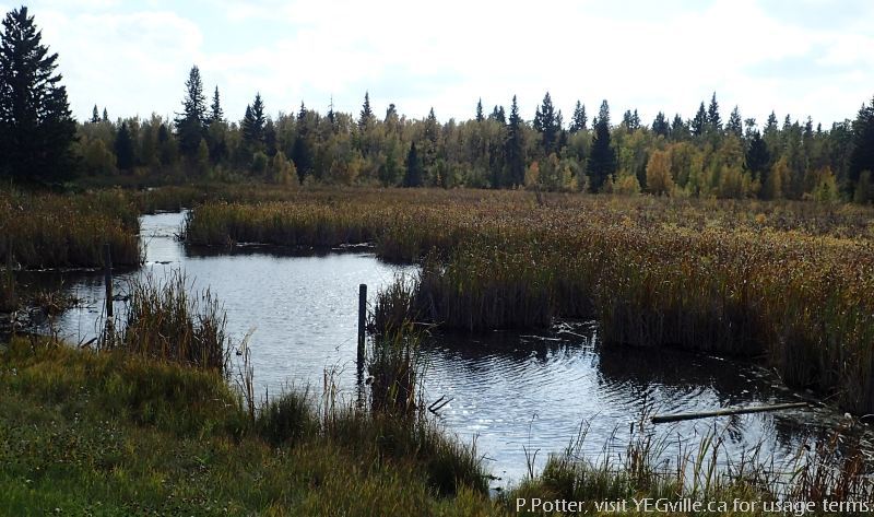 Wetlands along Wye Road and the east side of North Cooking Lake NA, P.Potter Sept 23, 2023.