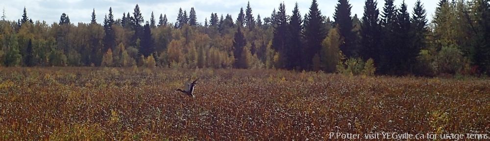 Duck in flight, eastern section and along Wye Road of North Cooking Lake NA, P.Potter Sept 23, 2023.
