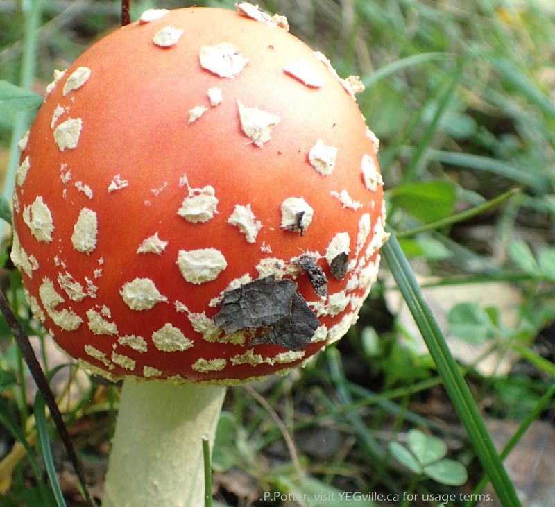 North Cooking Lake Natural Area – likely a Whte spotted mushroom Amanita muscaria - 2023-09-16 (PPotter)