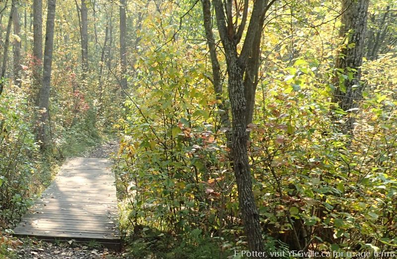 Boardwalks protect the water courses on the Reg Gray Trail, Sherwood Park NA, P.Potter Sept 16, 2023.