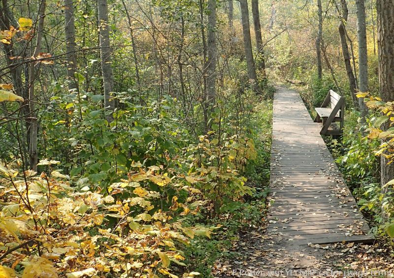 A creative boardwalk, Sherwood Park NA, P.Potter Sept 16, 2023.