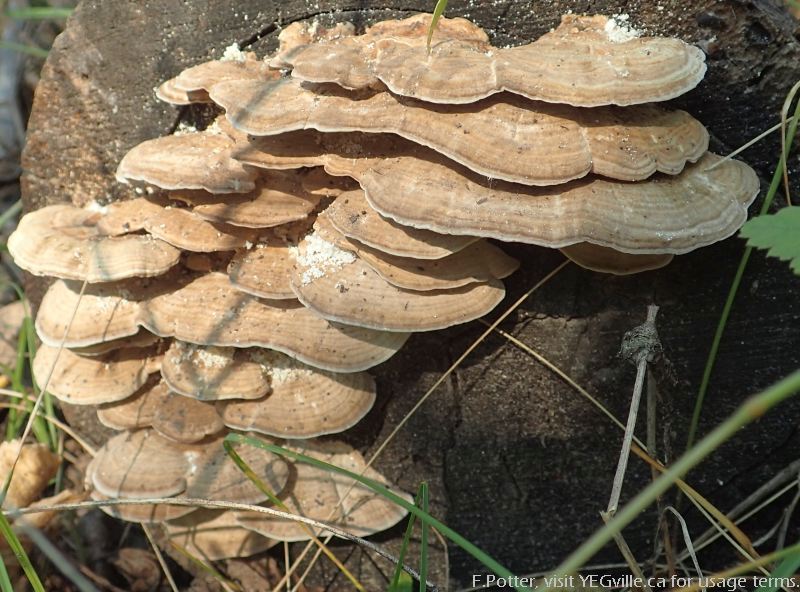 Fungus growing along side the trail, Sherwood Park NA, P.Potter Sept 16, 2023.
