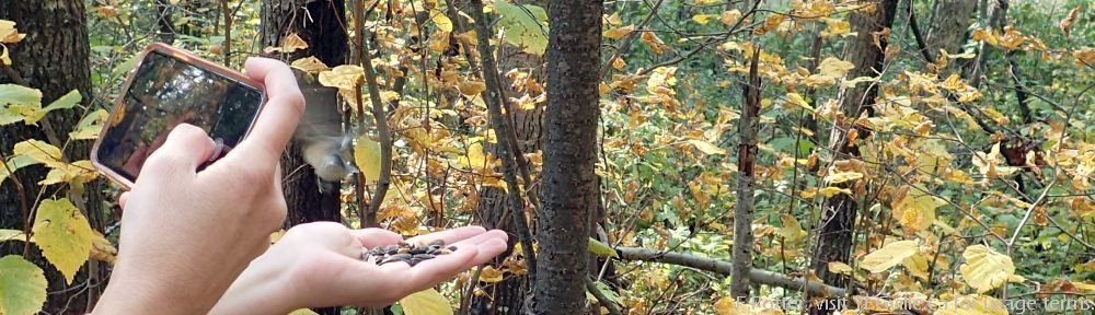 An uncertain nuthatch (blur by the phone) enjoying a free lunch, Sherwood Park NA, P.Potter Sept 16, 2023.