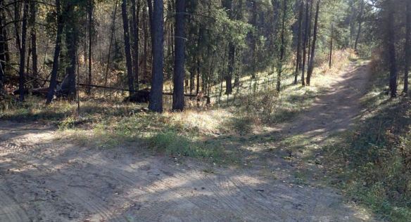 Moderate to heavy ATV traffic; Y with tracks heading northeast and south east; Bridge Lake NA, P. Potter, October 1, 2023.