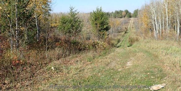 ATV Track looking west and following the southern border of the Bridge Lake NA, P. Potter, October 1, 2023.