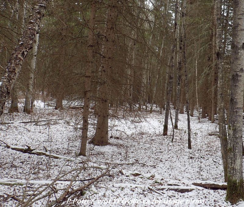 Typical forest cover north of the utility corridor, Crippsdale Natural Area, 2024-03-29, P. Potter.