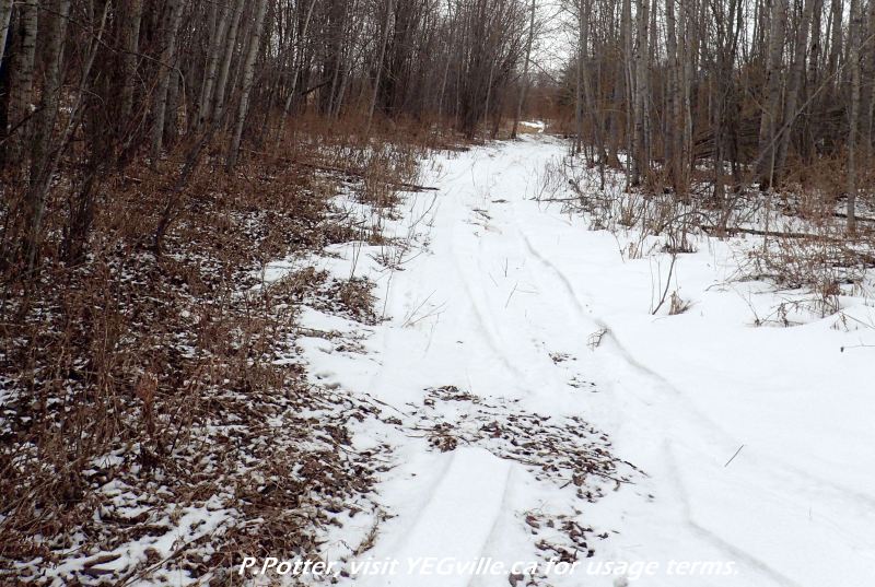 ATV track used in the past week (or so) along east leg of the 'Y' from the township road, Crippsdale Natural Area, 2024-03-29, P. Potter.