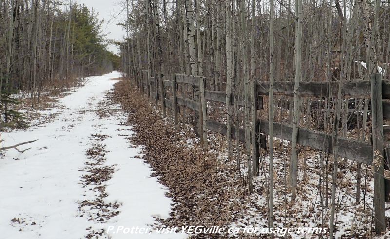Looking west along an east-west running boundary trail at the north of Redwater River Natural Area, 2024-03-29, P. Potter.