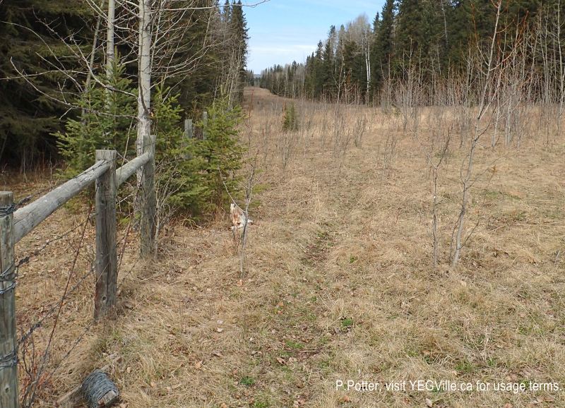 Looking north along the cutline from the southeast corner of Eagle Hill Natural Area, 2024-05-05, P. Potter.