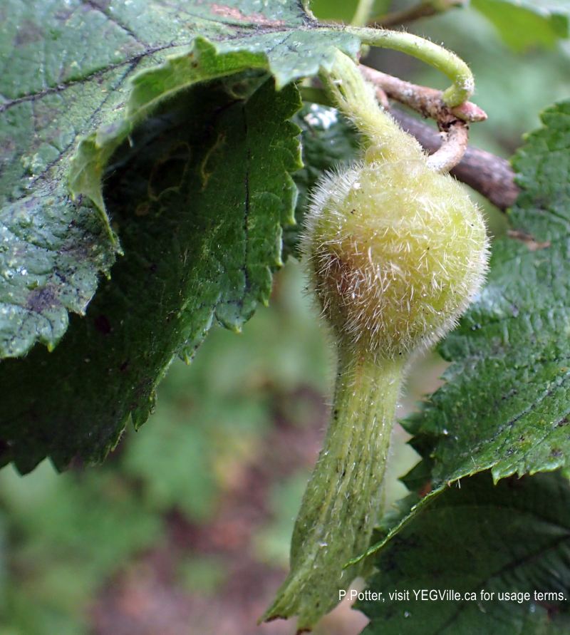 Beaked Hazelnut waiting for a nearby squirrel, 2024-08-14, Magee Lake NA, P. Potter.