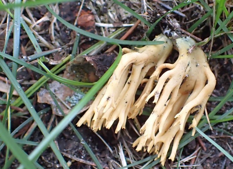 An interesting fungus growing along side the boardwalk, JJ Collett, 2024-08-24, P. Potter