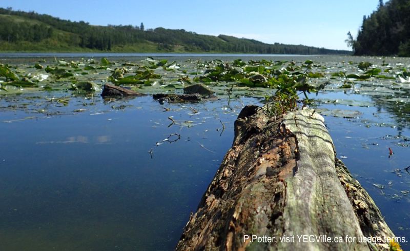 A frog's eye view of Magee Lake, 2024-08-24, P. Potter.