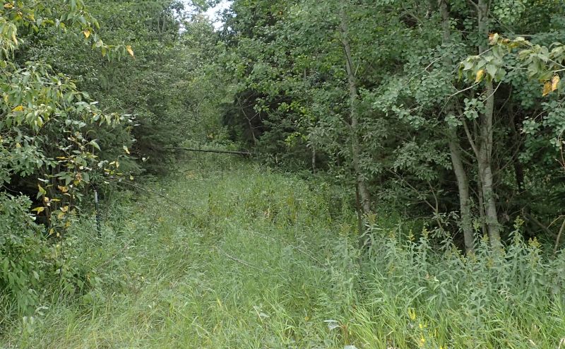Looking south from TWP 580 along the equivalent of RR175 which runs East of the NA, Ukalta (PNT) NA, 2024-08-30, P. Potter.