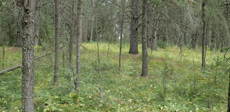 The almost park like understory of the spruce forest on the east side of the NA, Ukalta (PNT) NA, 2024-08-30, P. Potter.
