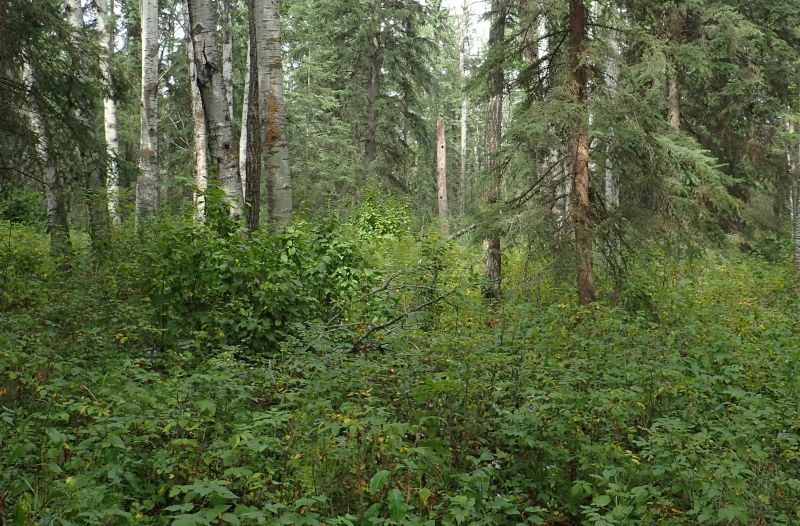 What a difference a few metres make, the understory of the mixed forest toward the middle of the NA, Ukalta (PNT) NA, 2024-08-30, P. Potter.