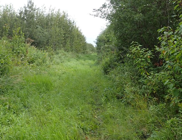 ATV Track that runs north of and parallel to, but not in, the NA, Victoria Settlement NA, 2024-08-30, P. Potter.