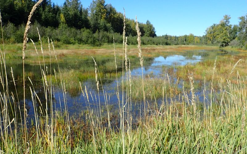 River channel downstream from the Beaver Dam, looking southwest into the island/NA from the NE corner, 2024-09-18, Burtonsville Island NA, P. Potter.