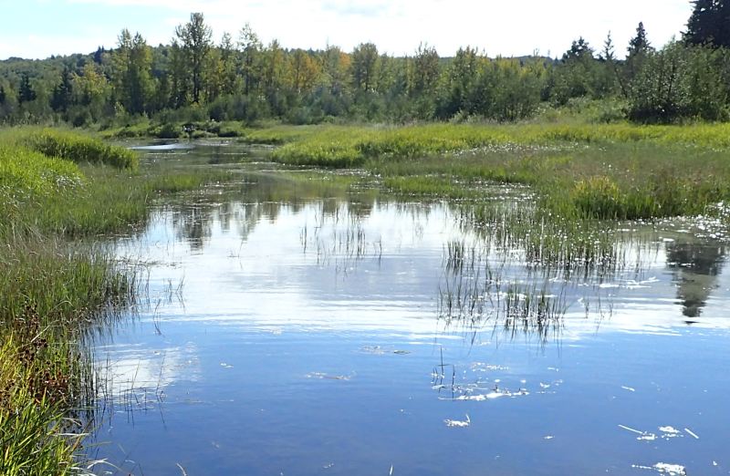 Looking downstream and South East along the river channel, the NA island is on the right, 2024-09-18, Burtonsville Island NA, P. Potter.