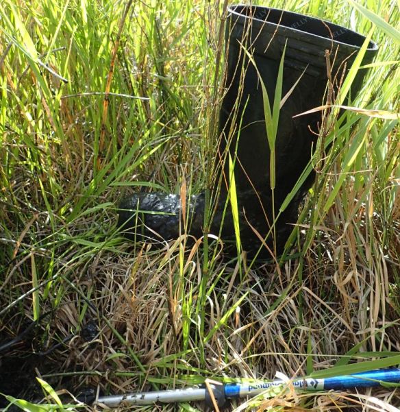 A successful extraction from the hole/gumbo of a lost rubber boot, 2024-09-18, Burtonsville Island NA, P. Potter.
