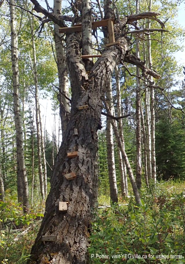A home made hunting blind built on a 'widow maker' deadfall. , 2024-09-21, Threepoint Creek Na, P. Potter.