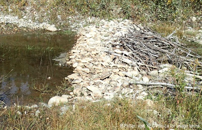 Likely local kids have created a rock dam - and then had help from the beavers, 2024-09-21, Threepoint Creek Na, P. Potter.