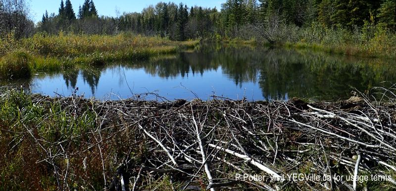 Looking West towards what seems to be a recent beaver dam on the creek and the source of flooding in the NA, 2024-09-21, Threepoint Creek Na, P. Potter.