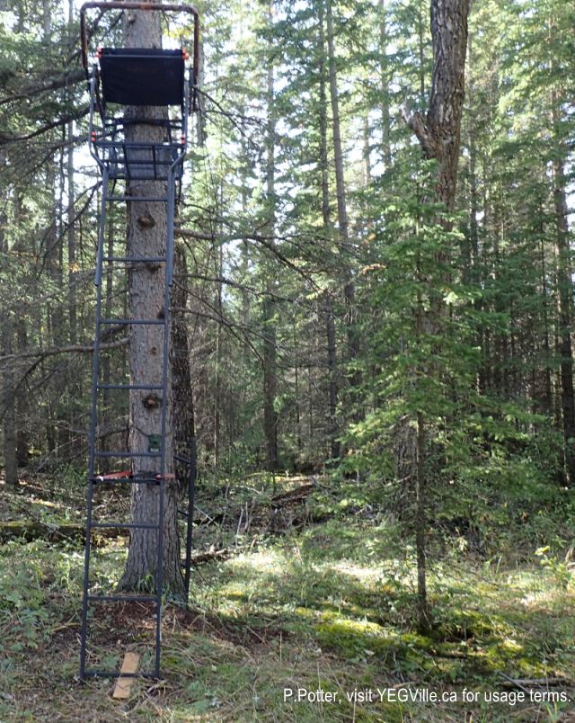 Hunting blind (complete with a trail camera) in the North section (and looking into the East border). 2024-09-21, Threepoint Creek Na, P. Potter.