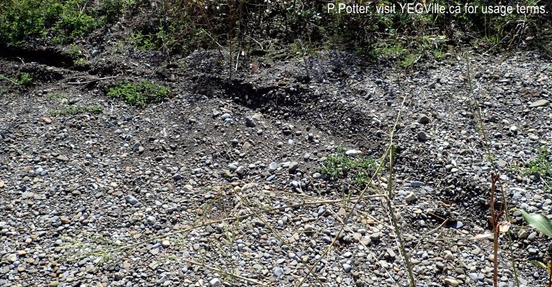 Single dirt bike track on the gravel bed of the Sheep River. 2024-09-21, Threepoint Creek Na, P. Potter.