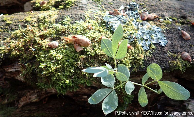 Plants and fungus colonizing a fallen tree. 2024-09-21, Threepoint Creek Na, P. Potter.