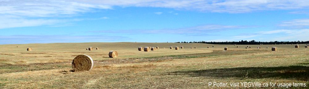 Newly cut hay on the SW portion of the PRA. Gull Lake PNT (South), 2024-09-22, P. Potter.