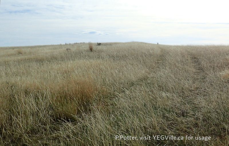 4x4 Track heading SE into the site, Milk River NA, 2024-10-15, P. Potter.