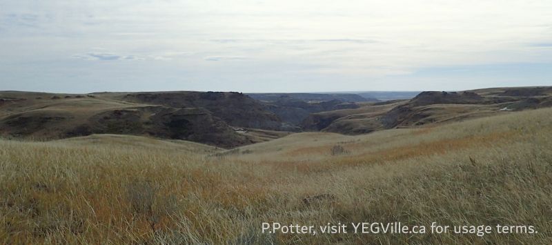 Looking South toward the river along the OHV Track, Milk River NA, 2024-10-15, P. Potter.