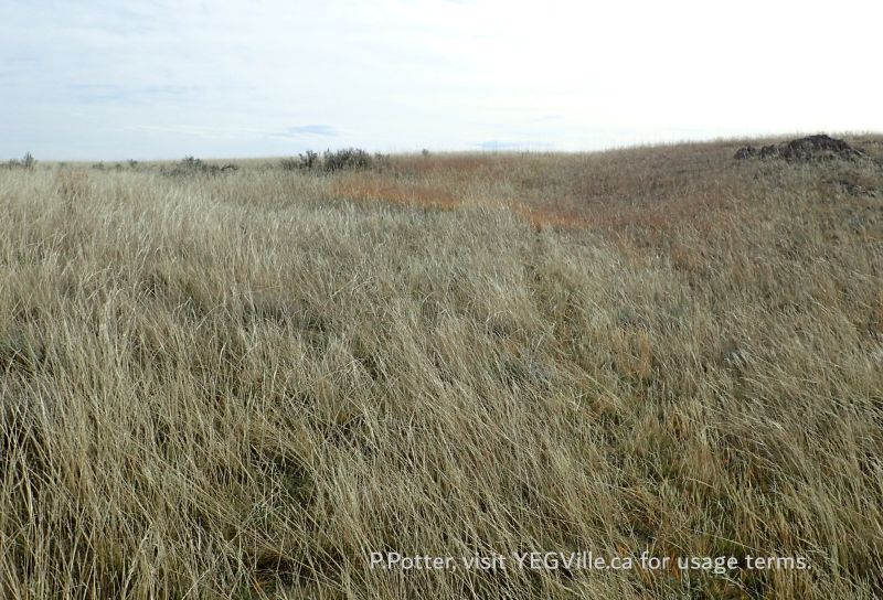 An increasingly diffused ATV Track, looking roughly South, Milk River NA, 2024-10-15, P. Potter.