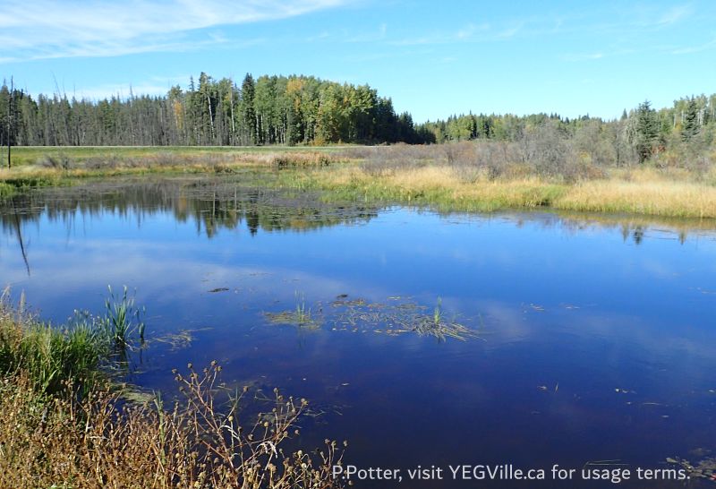 Looking NW towards HWY 20 and the wet area adjacent to the gate, Town Creek NA, 2024-09-25, P. Potter.