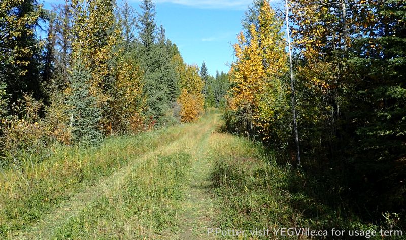 Looking NE into the site along an access road, Town Creek NA, 2024-09-25, P. Potter.