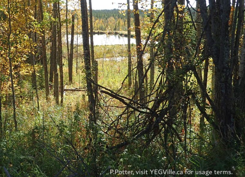 Looking S into a small pond from the service road, Town Creek NA, 2024-09-25, P. Potter.