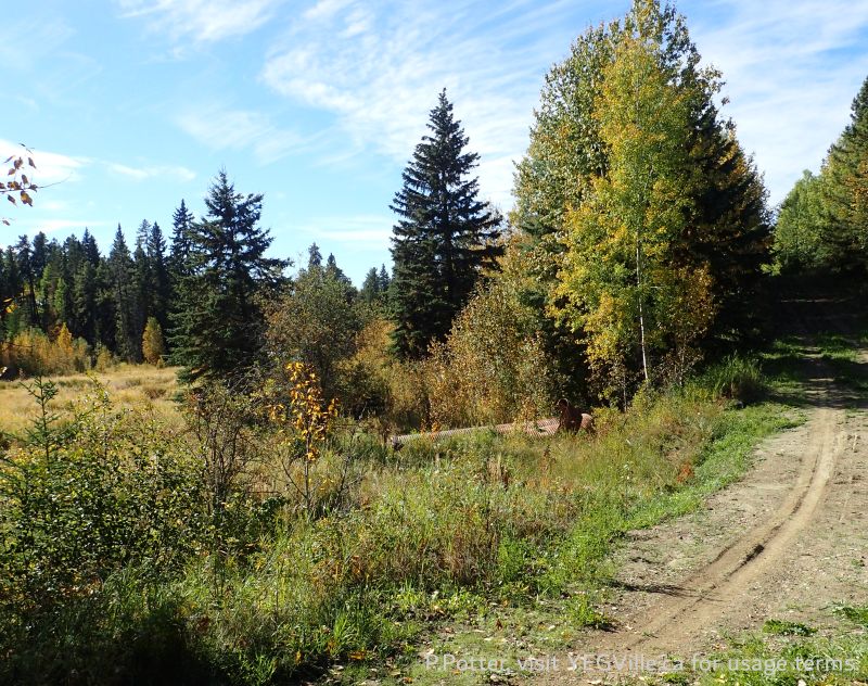 Looking W along the road, the sled tracks can be seen between the tire tracks on the right, Town Creek NA, 2024-09-25, P. Potter.