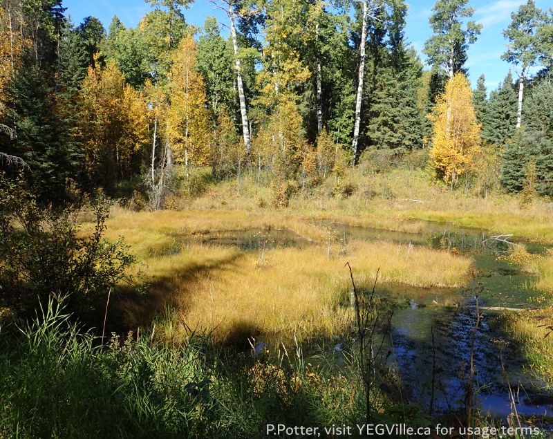 Fall colours and a wet area, looking E and at the Eastern border, Town Creek NA, 2024-09-25, P. Potter.