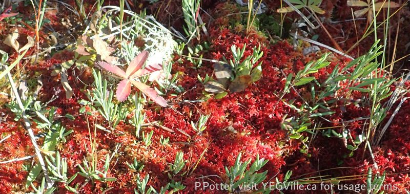 Red moss colony along the East-West cut line, Town Creek NA, 2024-09-25, P. Potter.