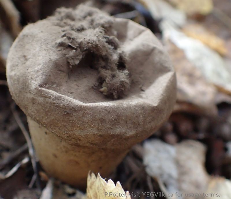 Puff ball fungus ready to burst and release its spores, Battle Lake NA, 2024-09-25, P. Potter