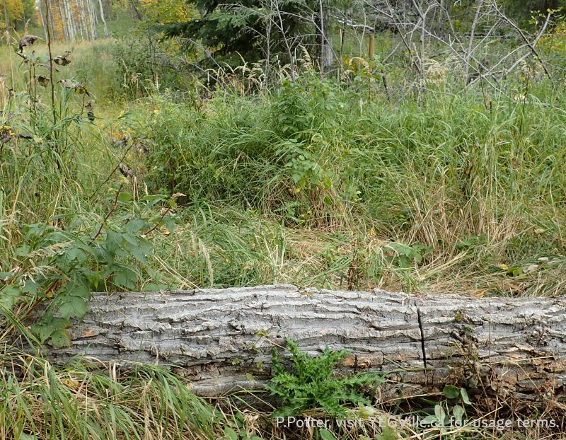Looking South along range road 23 at a large deadfall the ATVers were unable to cut through restricting access to the site, Hoadley NA, 2024-09-25, P. Potter.