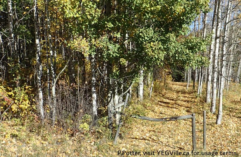 Looking N into the site from TWP 460 at the SE corner at an ATV track, Lloyd Creek NA, 2024-09-30, P. Potter.