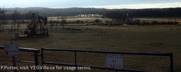 Looking South from TWP 500 at a classic central Alberta scene - oil and cows, 2024-10-29, P. Potter.