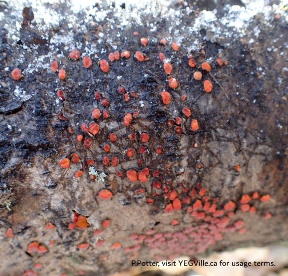 An interesting red lichen on a snow covered tree, NCC+ Coyote Lake Complex, 2024-10-29, P. Potter.